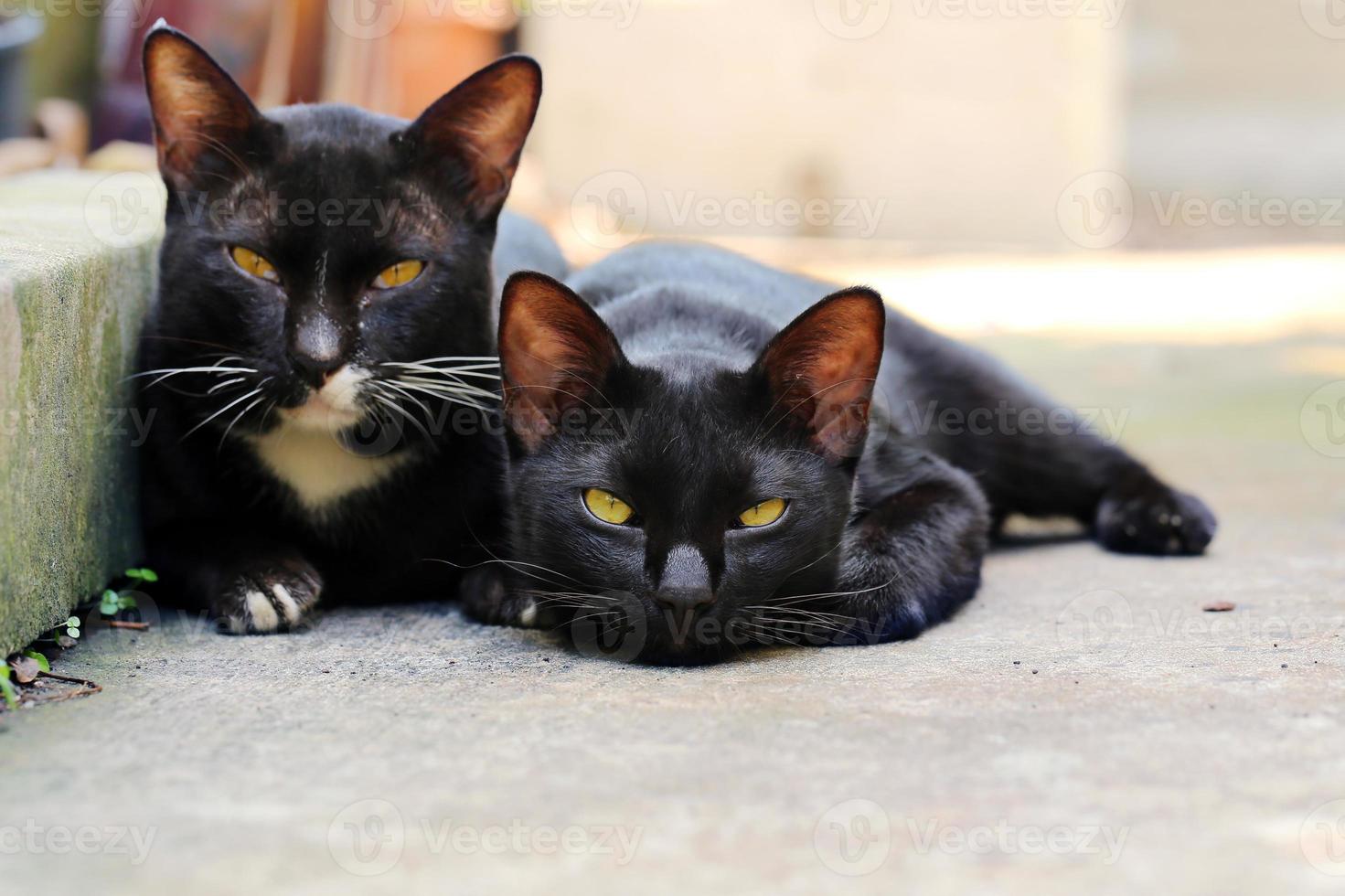 casal de gatos pretos preguiçosos deitado no chão ao ar livre foto