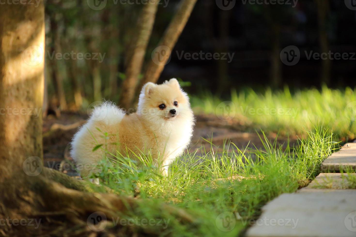 retrato de pomeranian bonito no parque. cachorro fofo em pé. foto