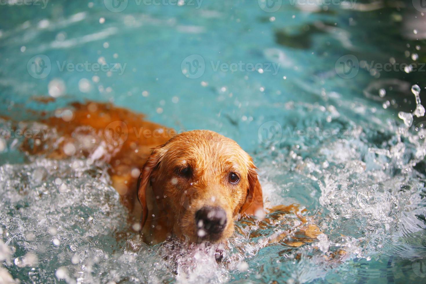 labrador retriever faz salpicos de água na piscina. cachorro nadando. foto