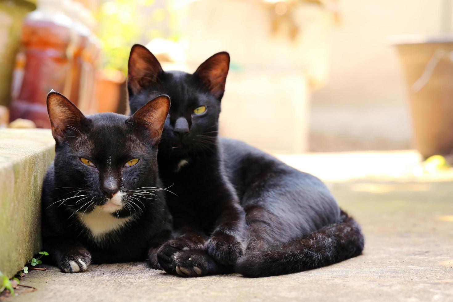 casal de gatos pretos doces deitados juntos no chão ao ar livre foto