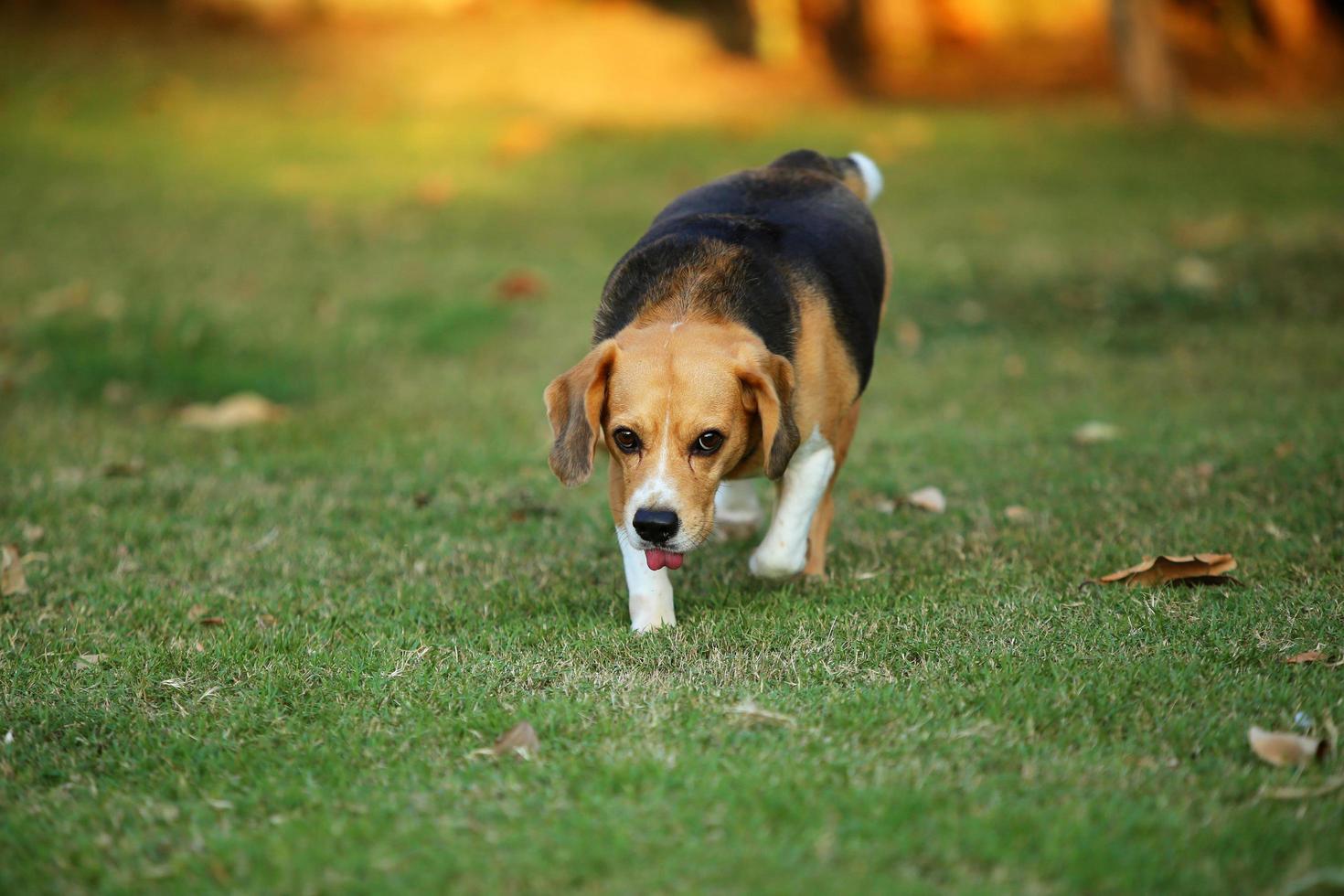 beagle no parque. cão no campo de grama. foto