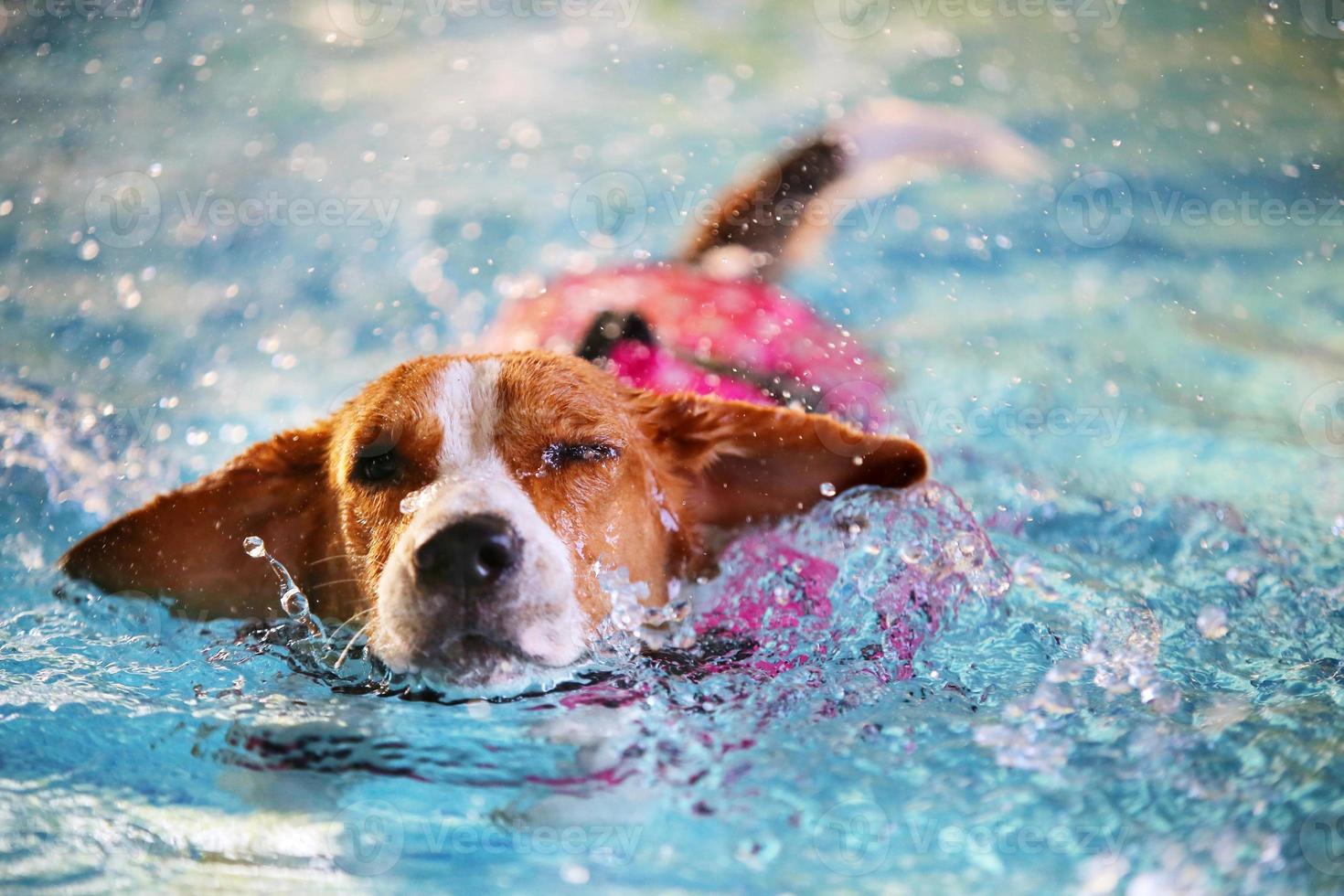 Beagle faz salpicos de água na piscina. cão usa colete salva-vidas nadando. foto