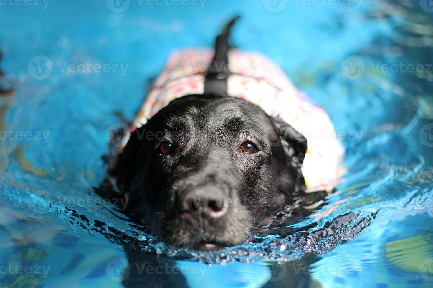 labrador retriever cor preta usar colete salva-vidas e nadar na piscina. cachorro nadando. foto