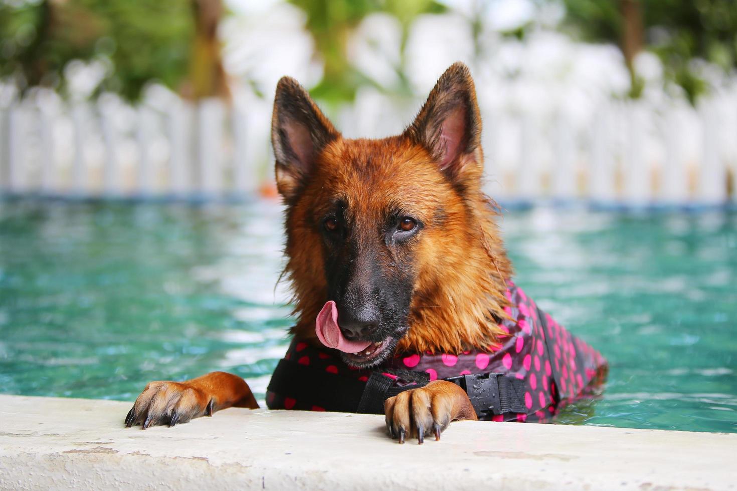 cão pastor alemão nadando. cão de guarda. foto