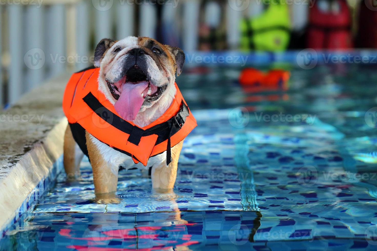 bulldog inglês, cão usa colete salva-vidas na piscina foto