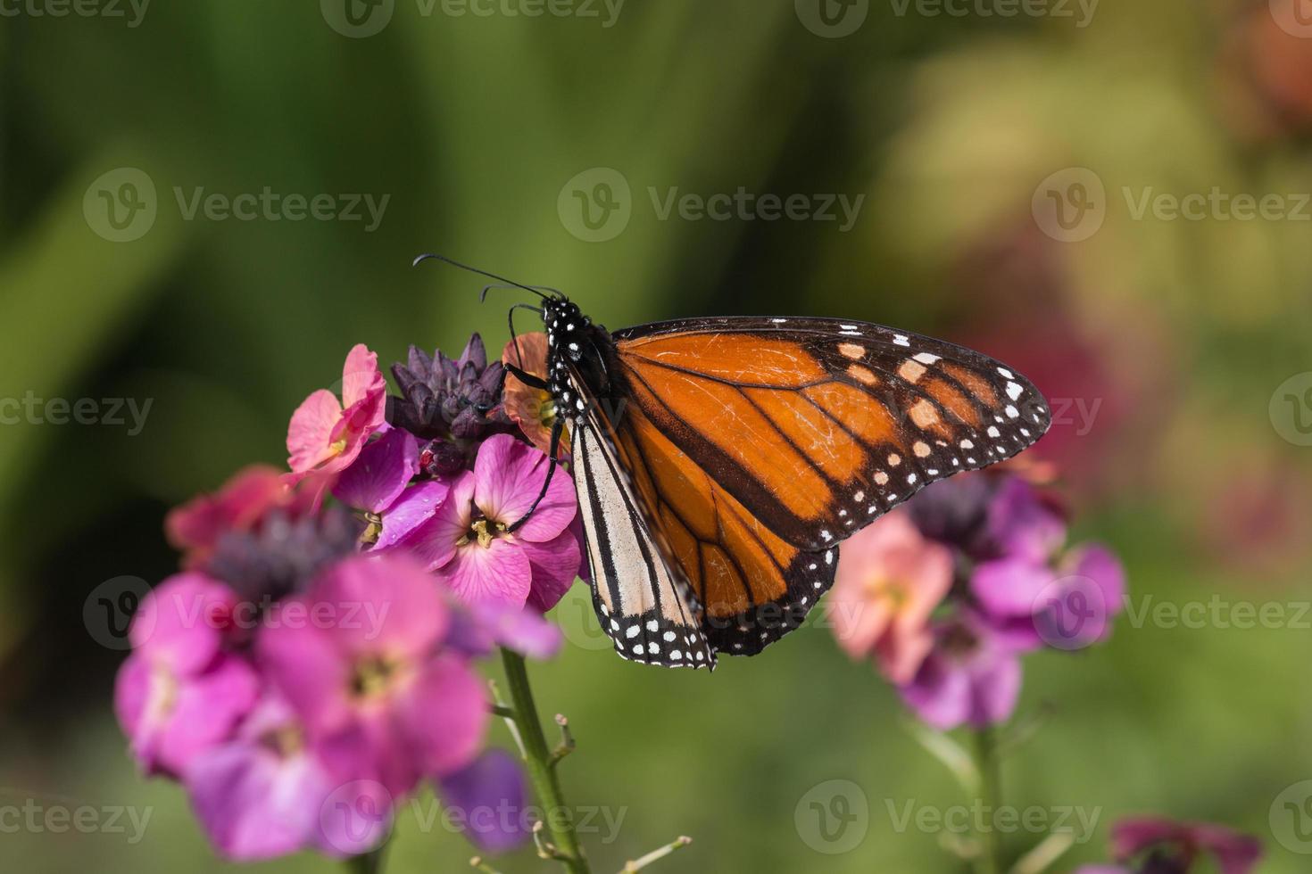 borboleta monarca, alimentando-se de flores cor de rosa foto