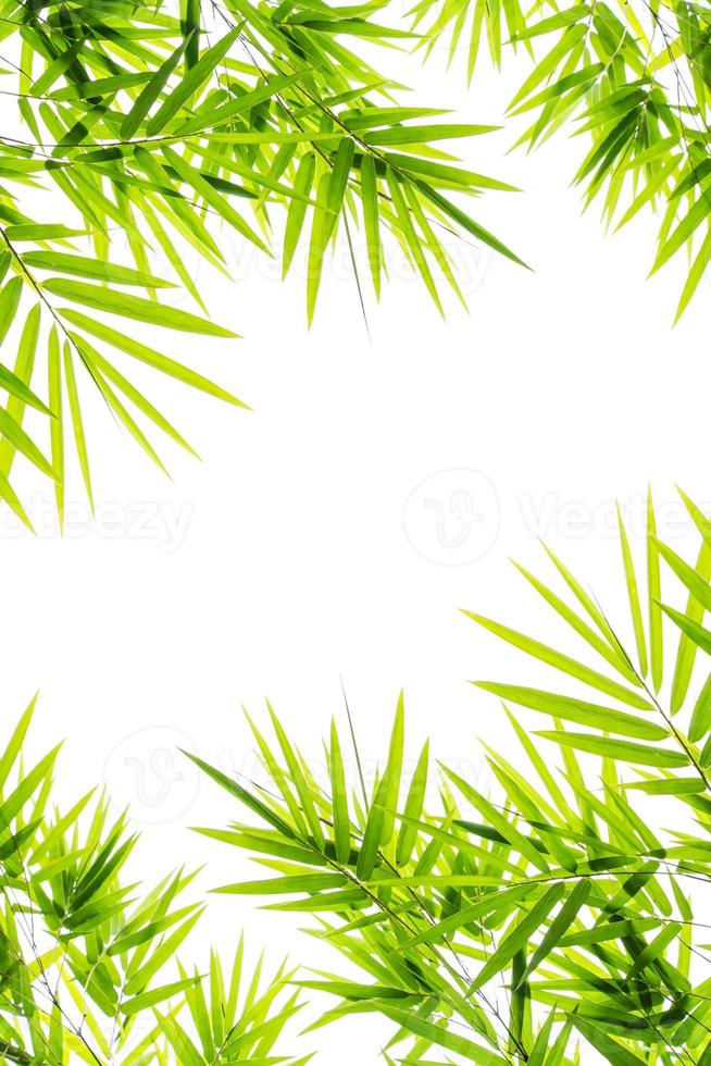 folhas de bambu isoladas em fundo branco foto