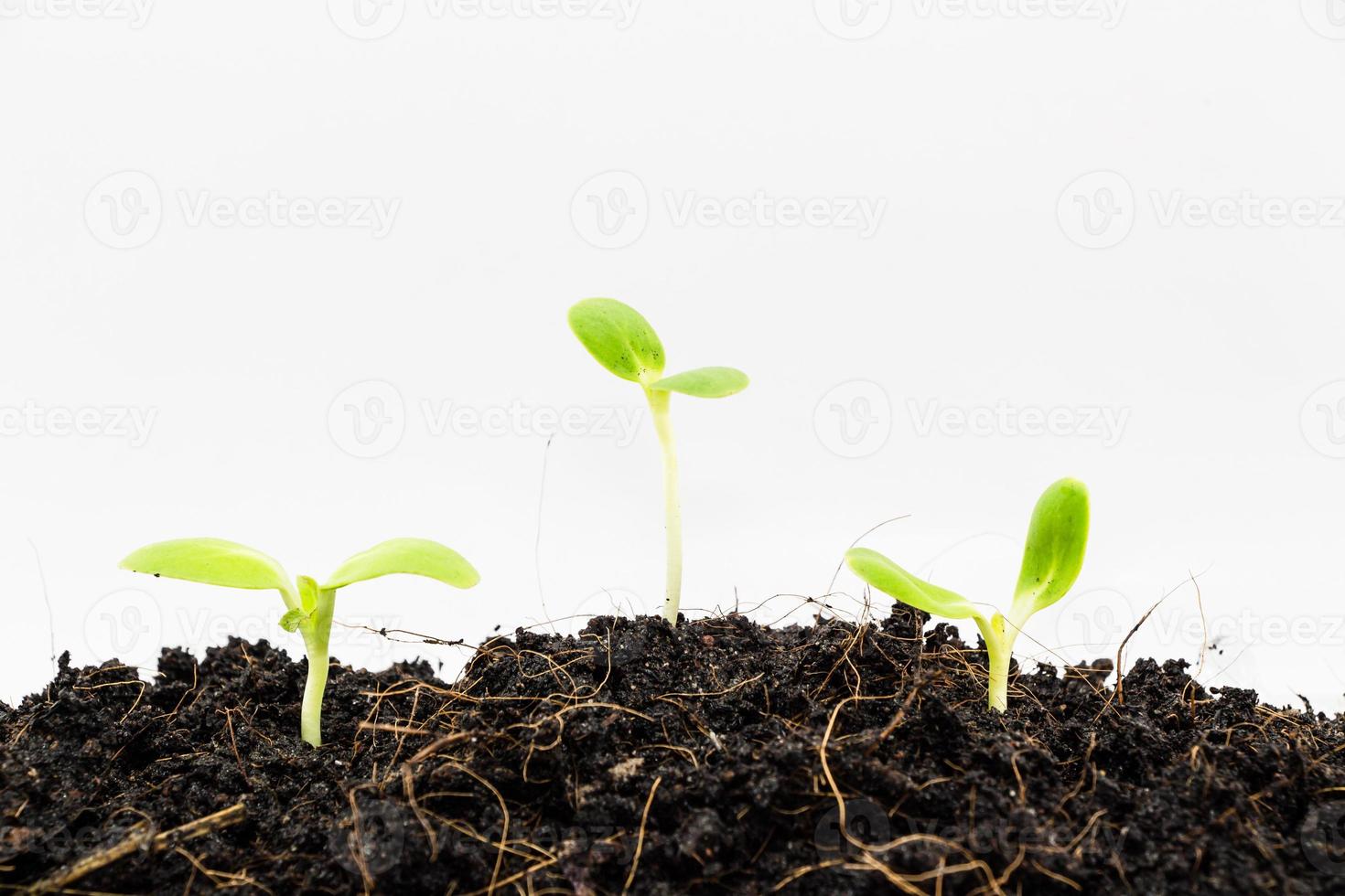 mudas de plantas verdes crescem foto