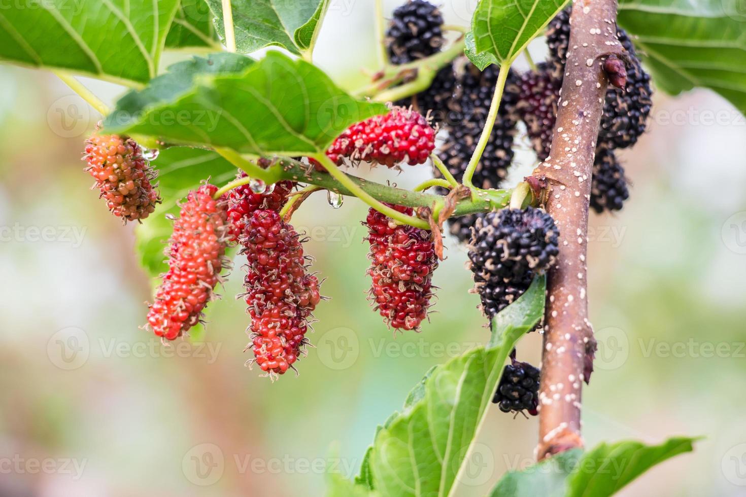 frutas vermelhas na natureza, galho de amora foto