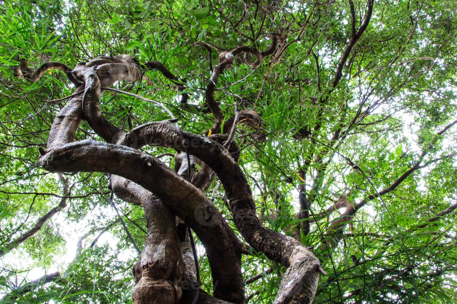 raízes de árvores tropicais torcidas na floresta tropical foto