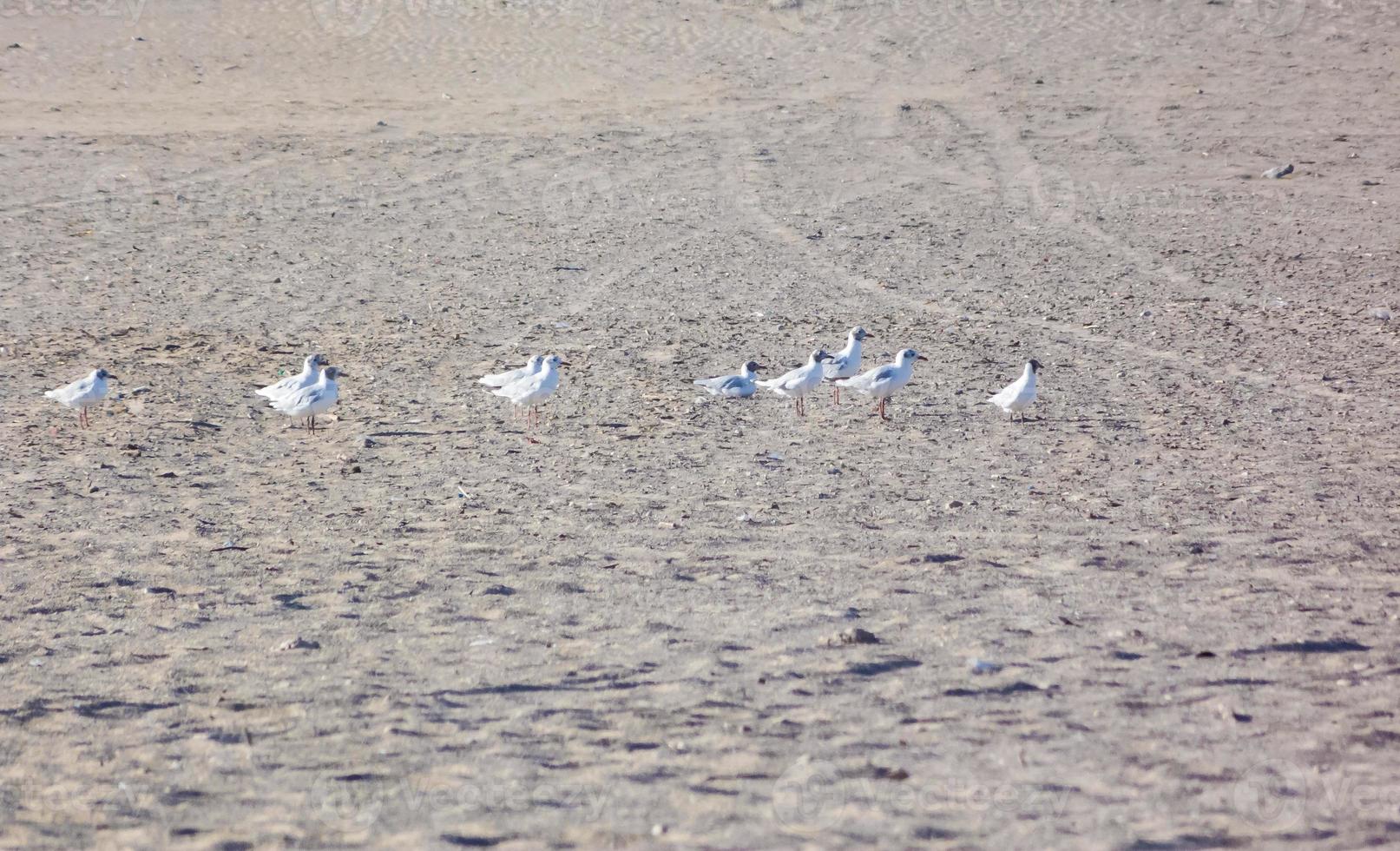 bando de gaivotas andando na areia foto