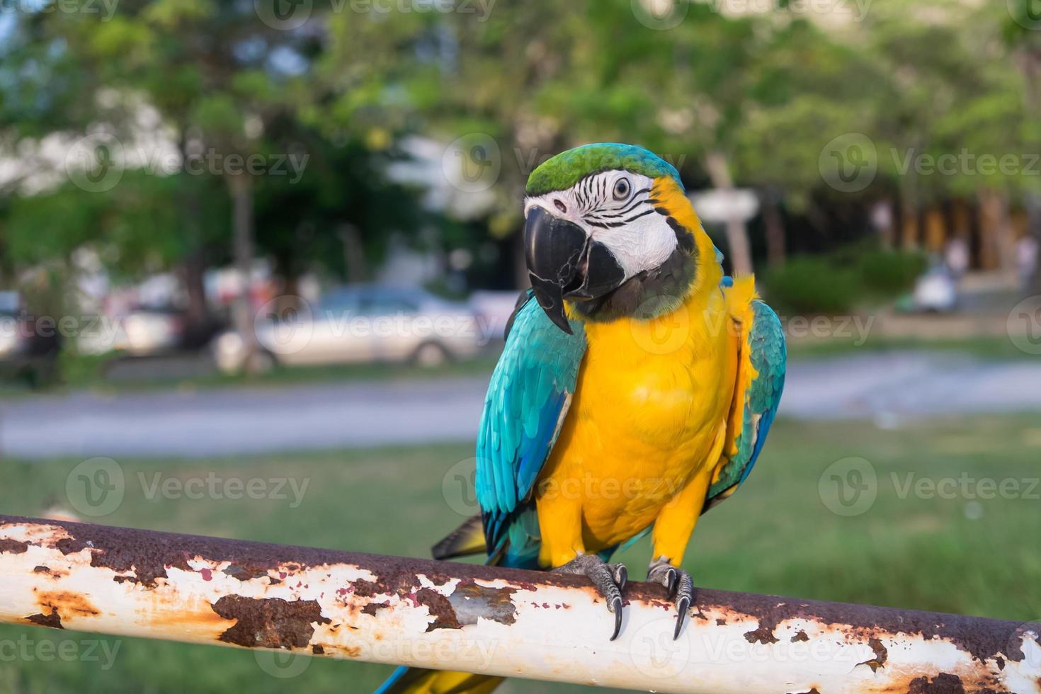 papagaios coloridos cabeça closeup filmado em verde foto