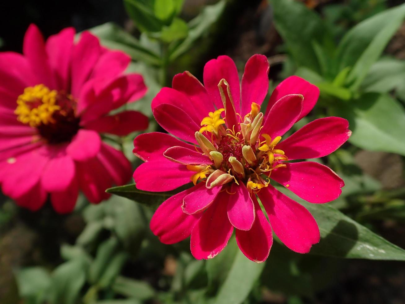 flor rosa florescer no jardim. sua zinnia elegans zinnia violacea conhecida como juventude e idade, zinnia comum ou zinnia elegante, é uma planta anual da família das margaridas asteraceae. foto