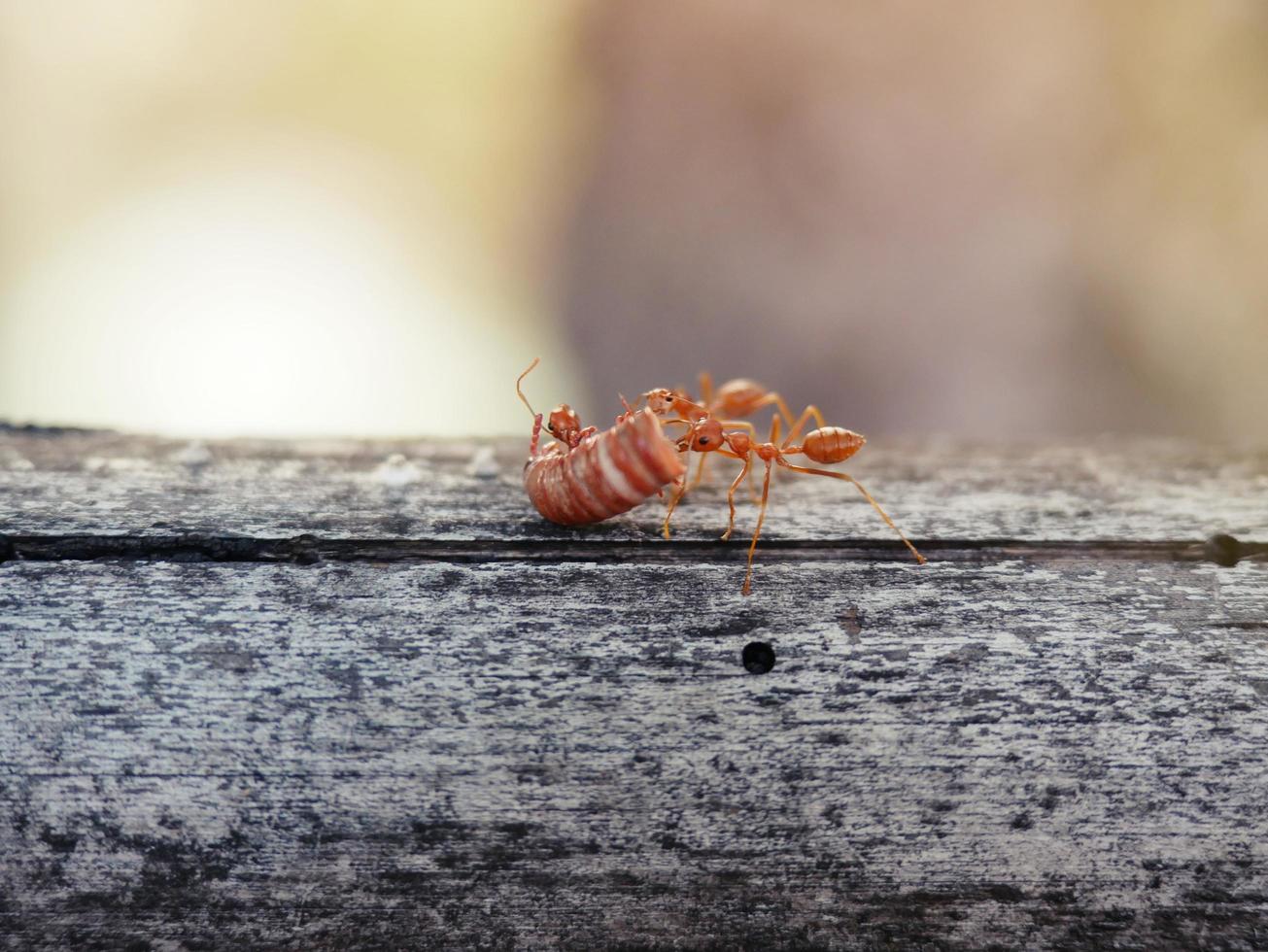 formigas estão ajudando a transportar comida em unidade. foto