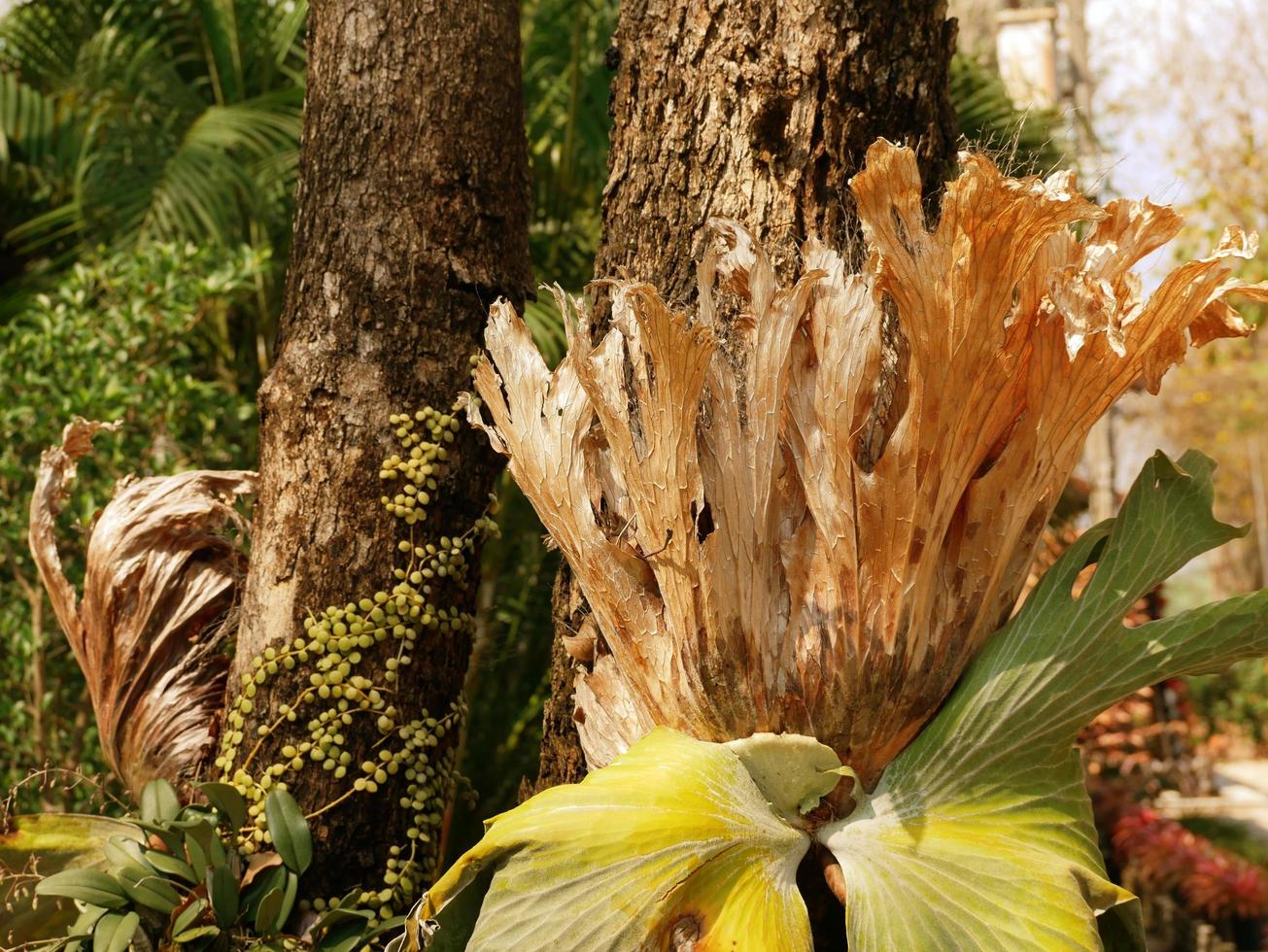 as grandes folhas de chifre de veado vivem nas árvores. foto