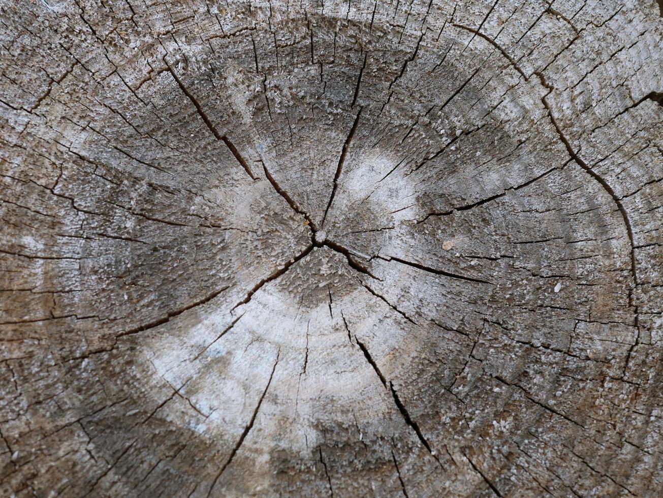 o grão de madeira antigo tem divisões para o fundo e o texto e a imaginação. foto