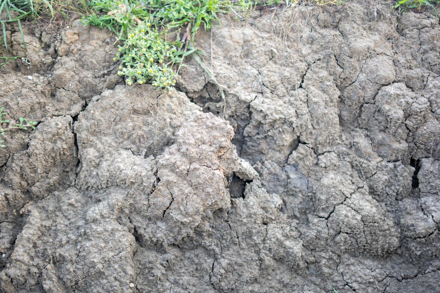 texturas de fundo de campo de arroz seco foto