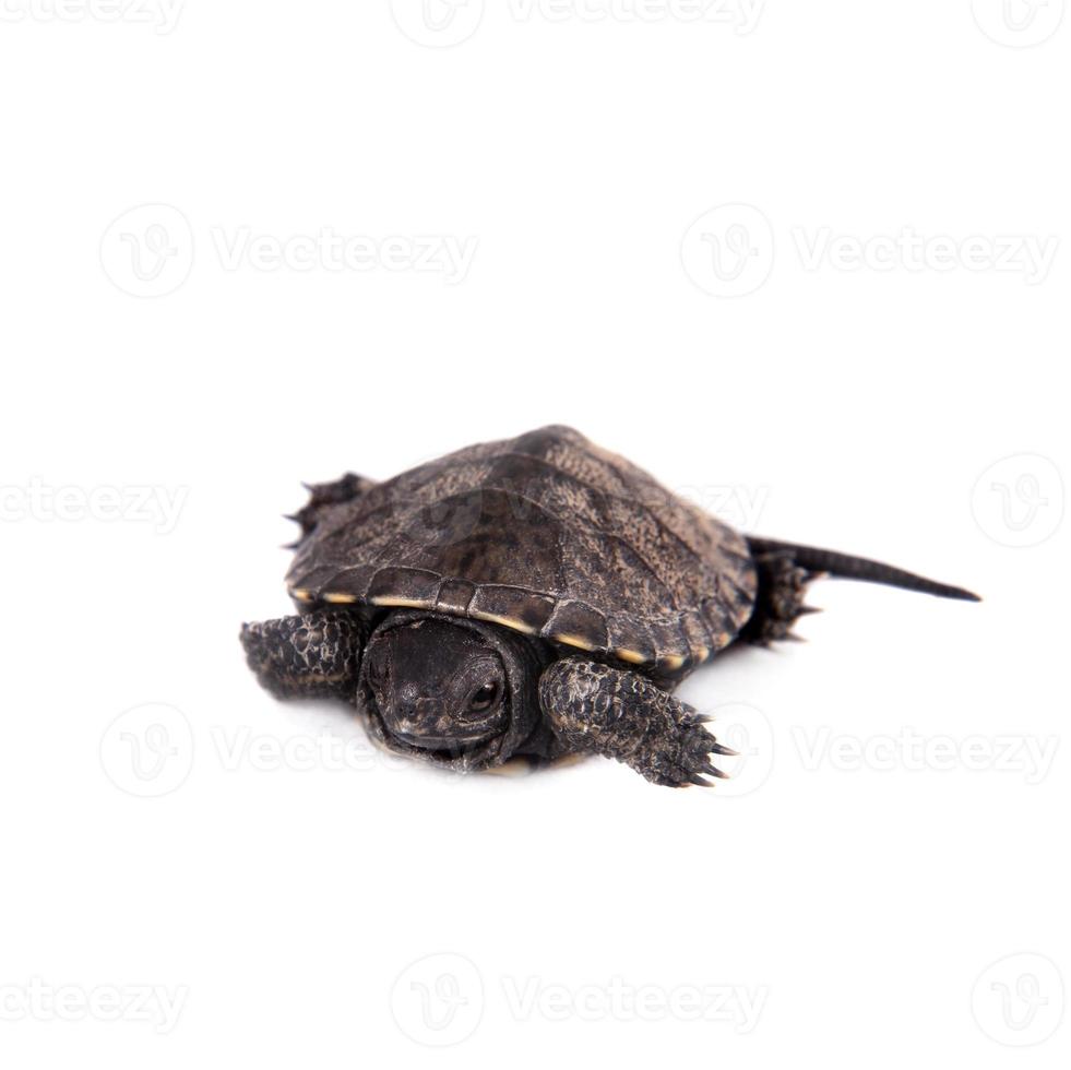 tartaruga de lagoa europeia em branco foto