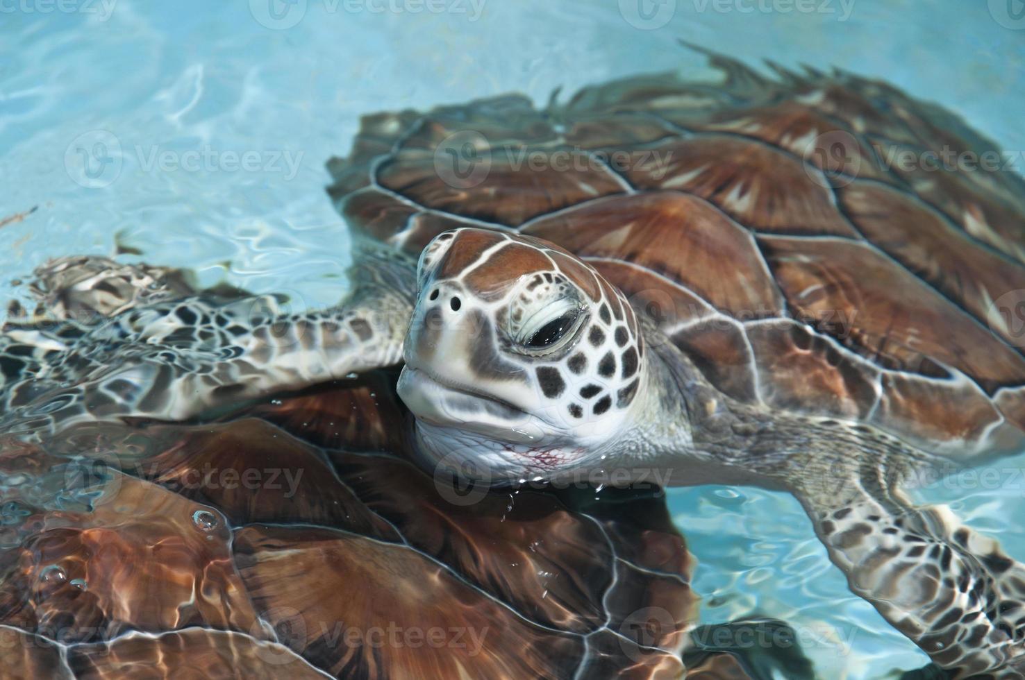 tartaruga marinha fechar foto