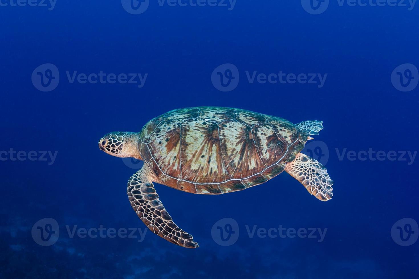 tartaruga verde nadando em águas profundas e azuis foto