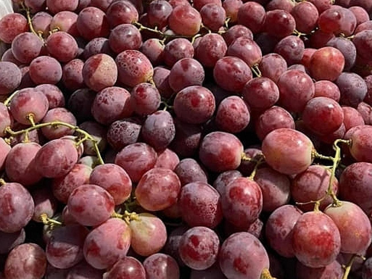 uvas doces prontas para comer foto