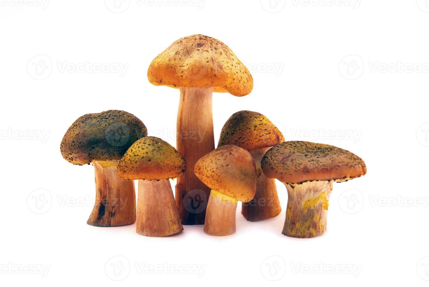 cogumelos selvagens foto