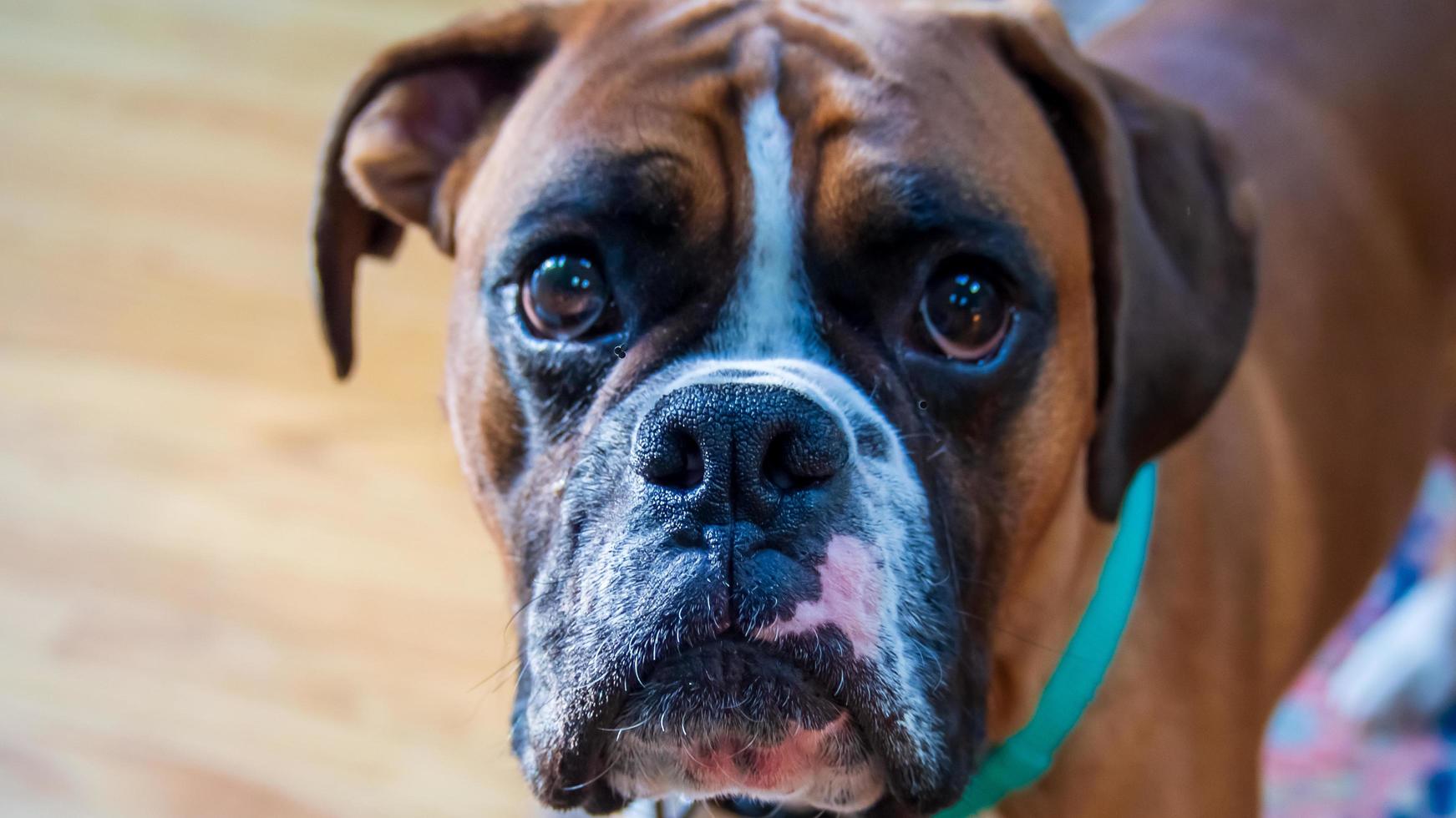 cara de cachorro boxer fulvo close-up - olhos doces, esperando ansiosamente um lanche foto