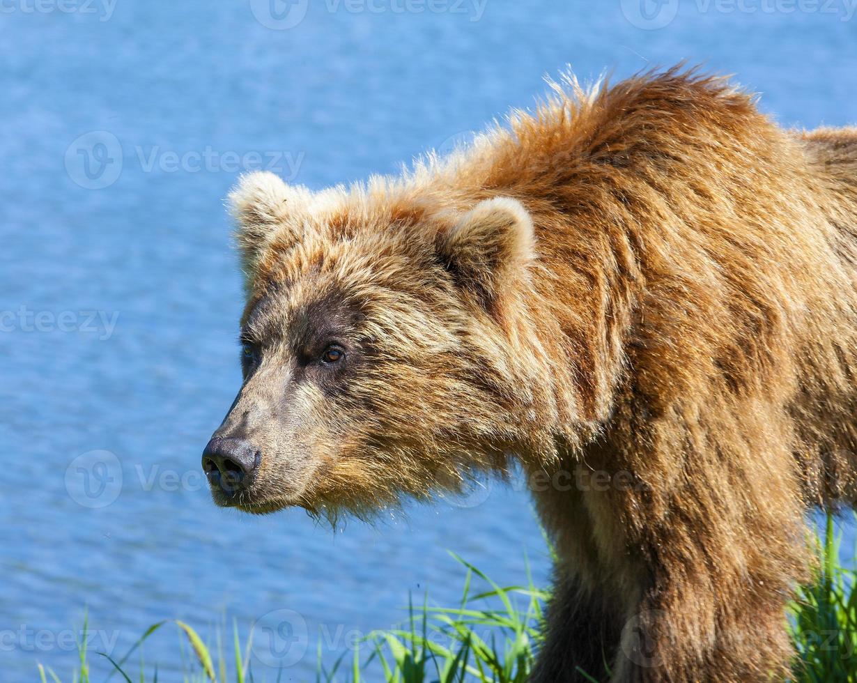 ursos marrons na península de kamchatka foto