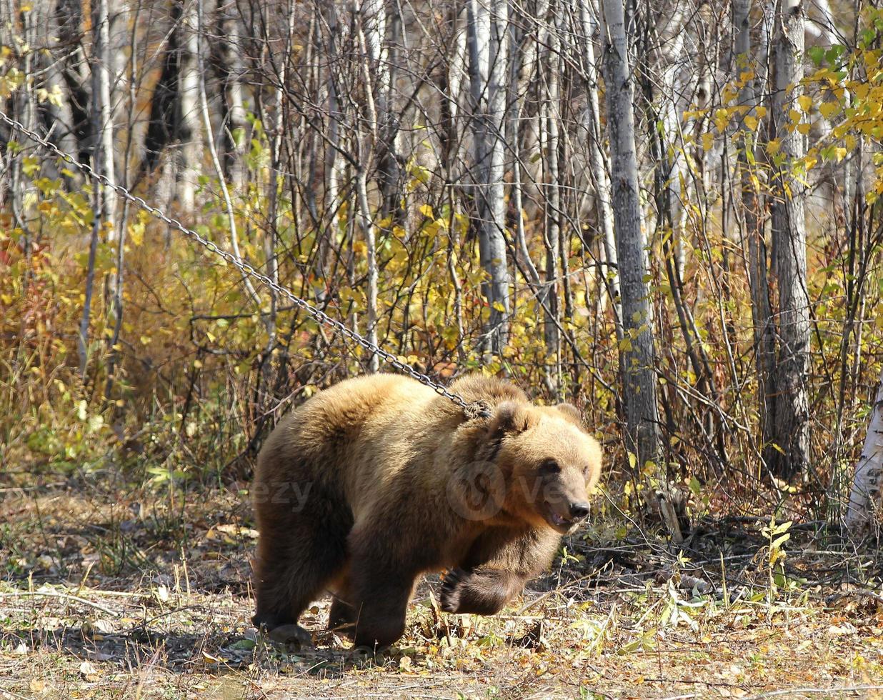 kamchatka urso pardo em uma corrente na floresta foto