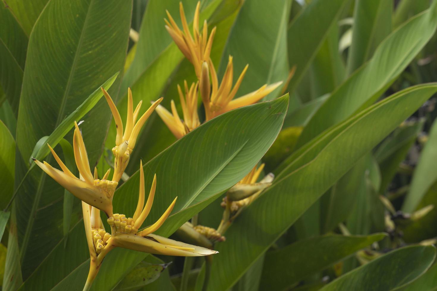 garra flores cor amarela no jardim. escondido nos cantos das folhas verdes. foto