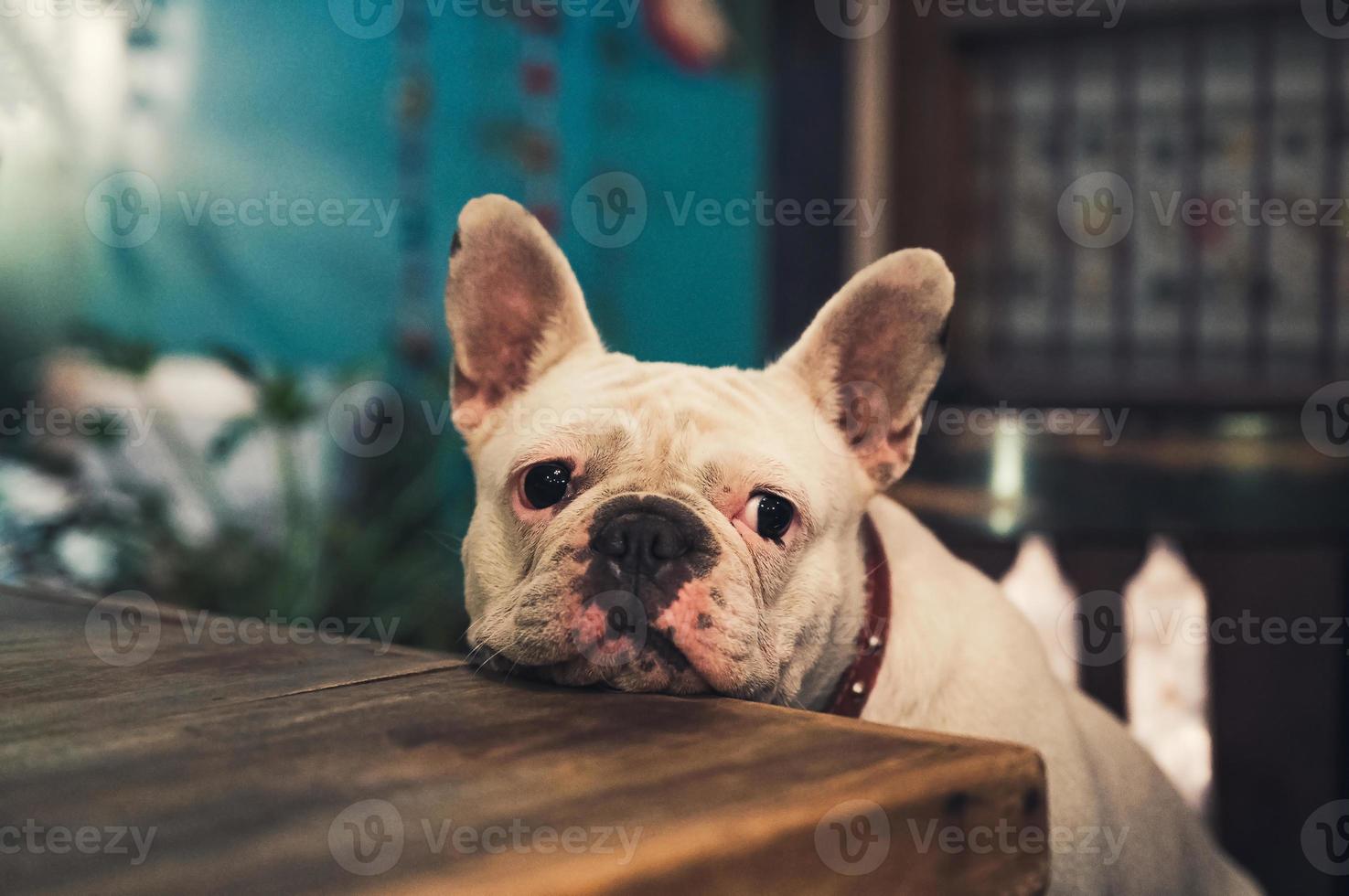 bulldog francês branco sentado e esperando na mesa de madeira foto