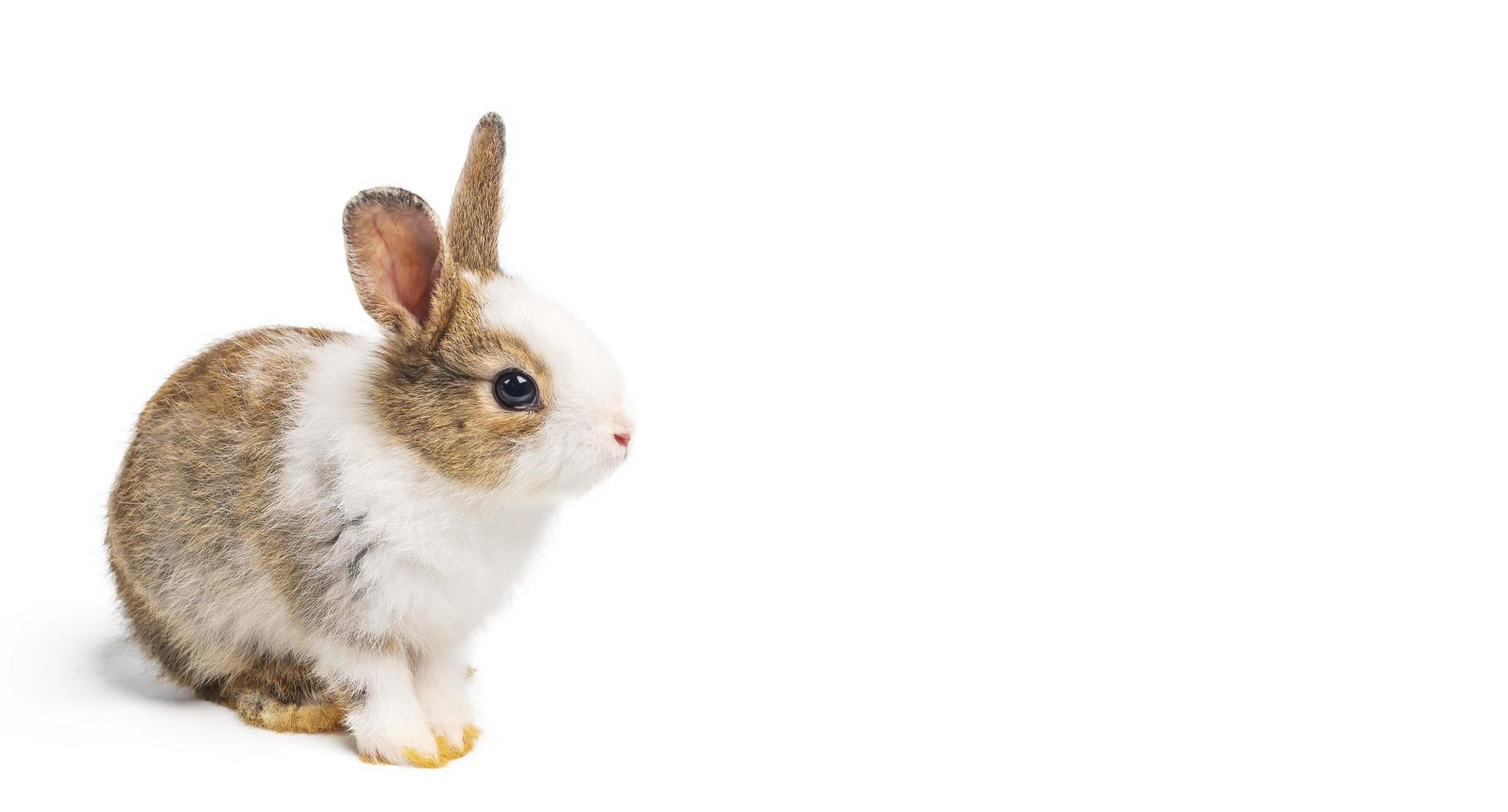 animal de coelho marrom e branco ou coelho pequeno de páscoa está sentado e animal feliz engraçado tem fundo branco isolado com traçado de recorte foto