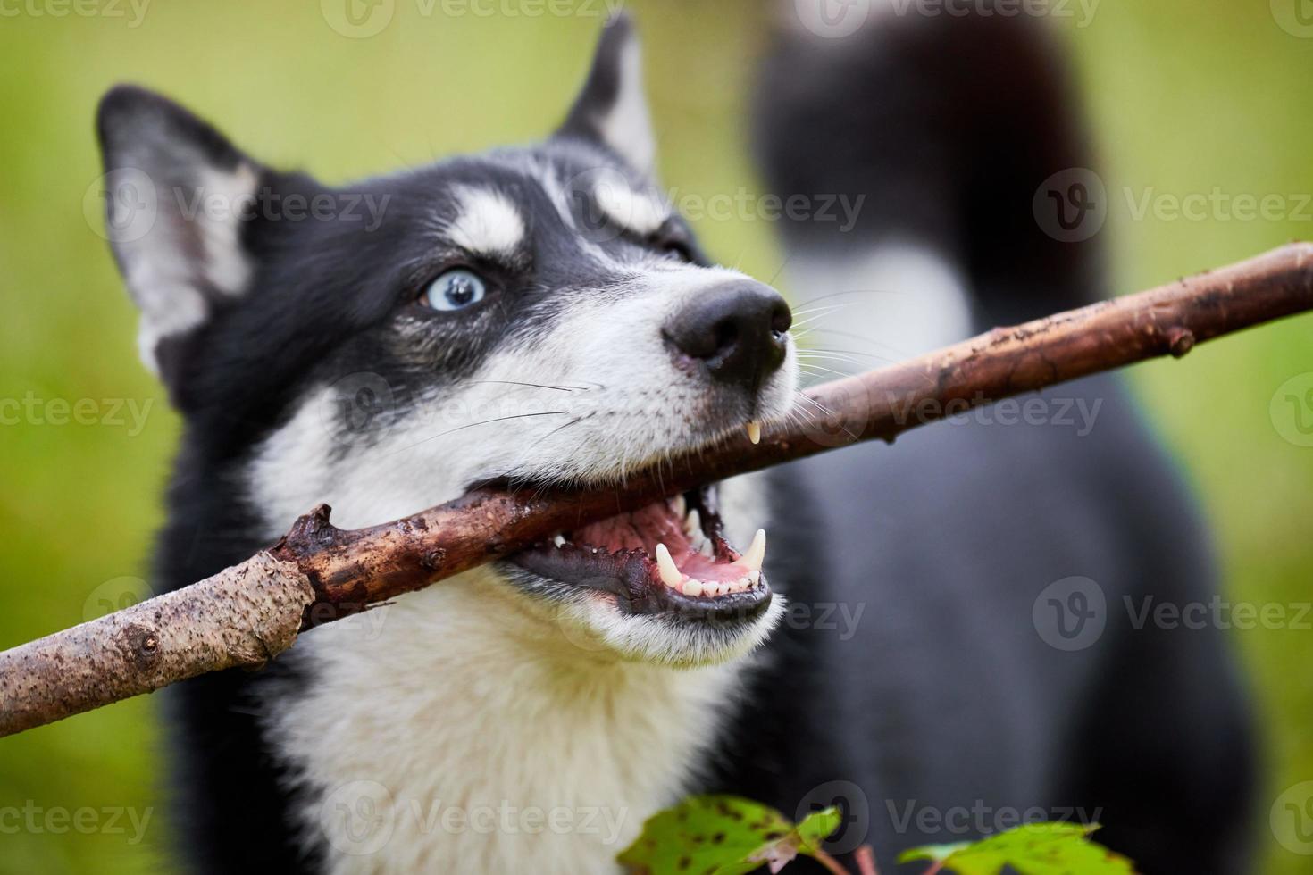 engraçado cão husky siberiano segurando vara jogando no parque, husky com vara na boca, treinamento de cães foto