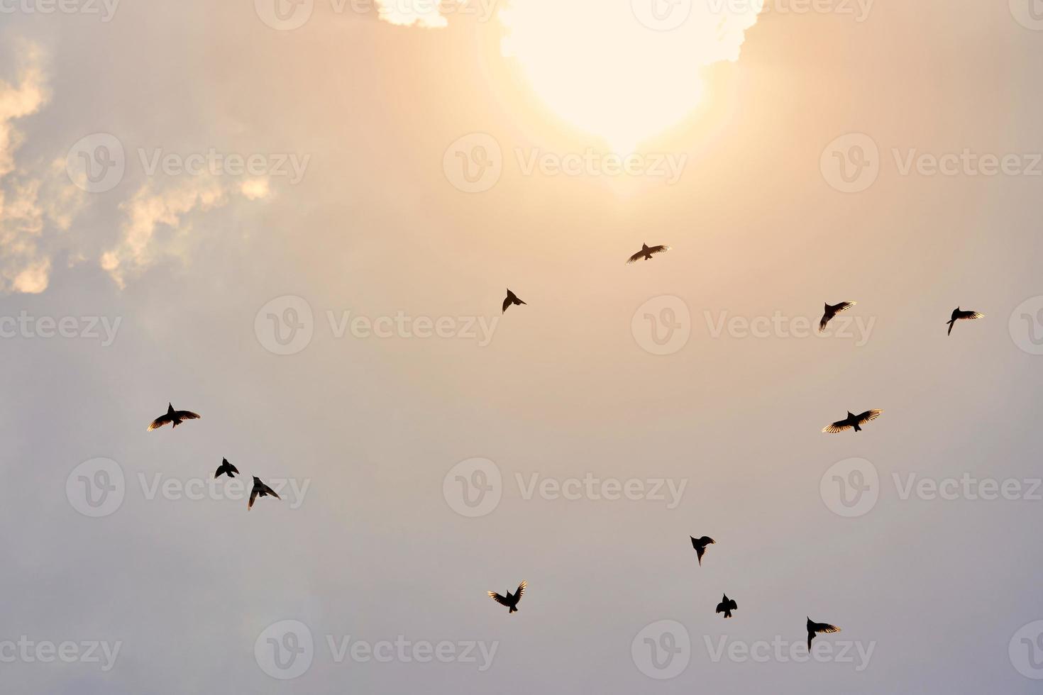 lindo céu por do sol com silhuetas de pássaros voando ao sol, migração regular de pássaros sazonais foto