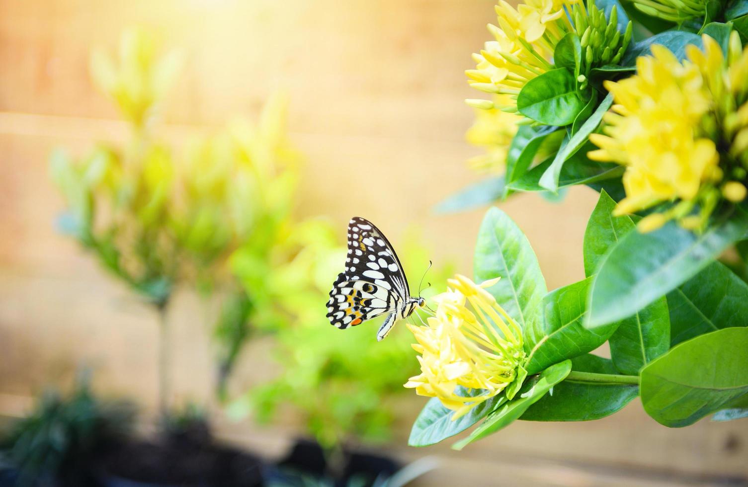 borboleta de tigre comum em ixora de flor amarela com fundo de luz solar -  conceito de flor de borboleta de inseto 8066787 Foto de stock no Vecteezy