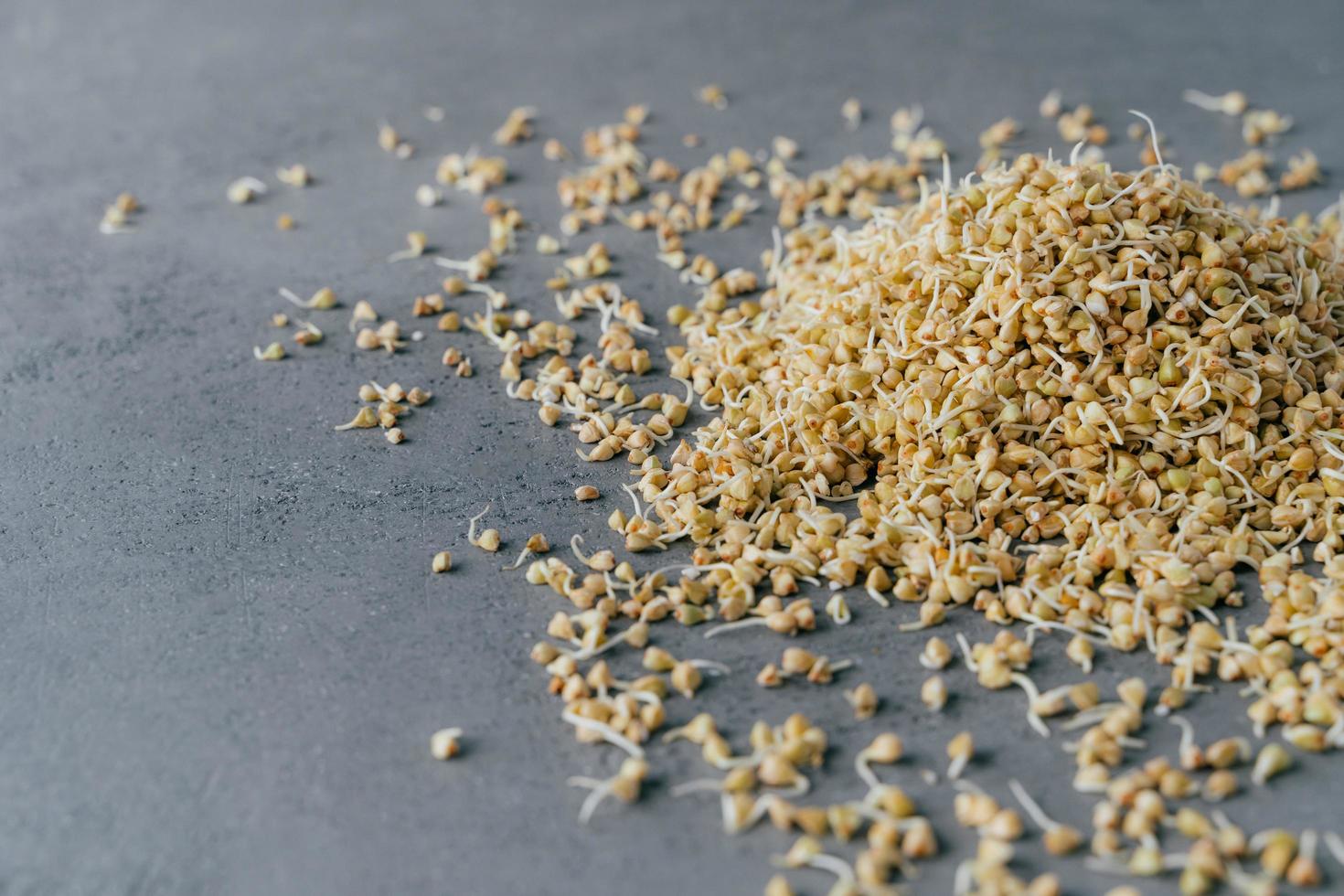 close-up tiro de trigo sarraceno germinado na pilha sobre fundo cinza. conceito de alimentação e nutrição saudável. brotos frescos de trigo sarraceno. foto