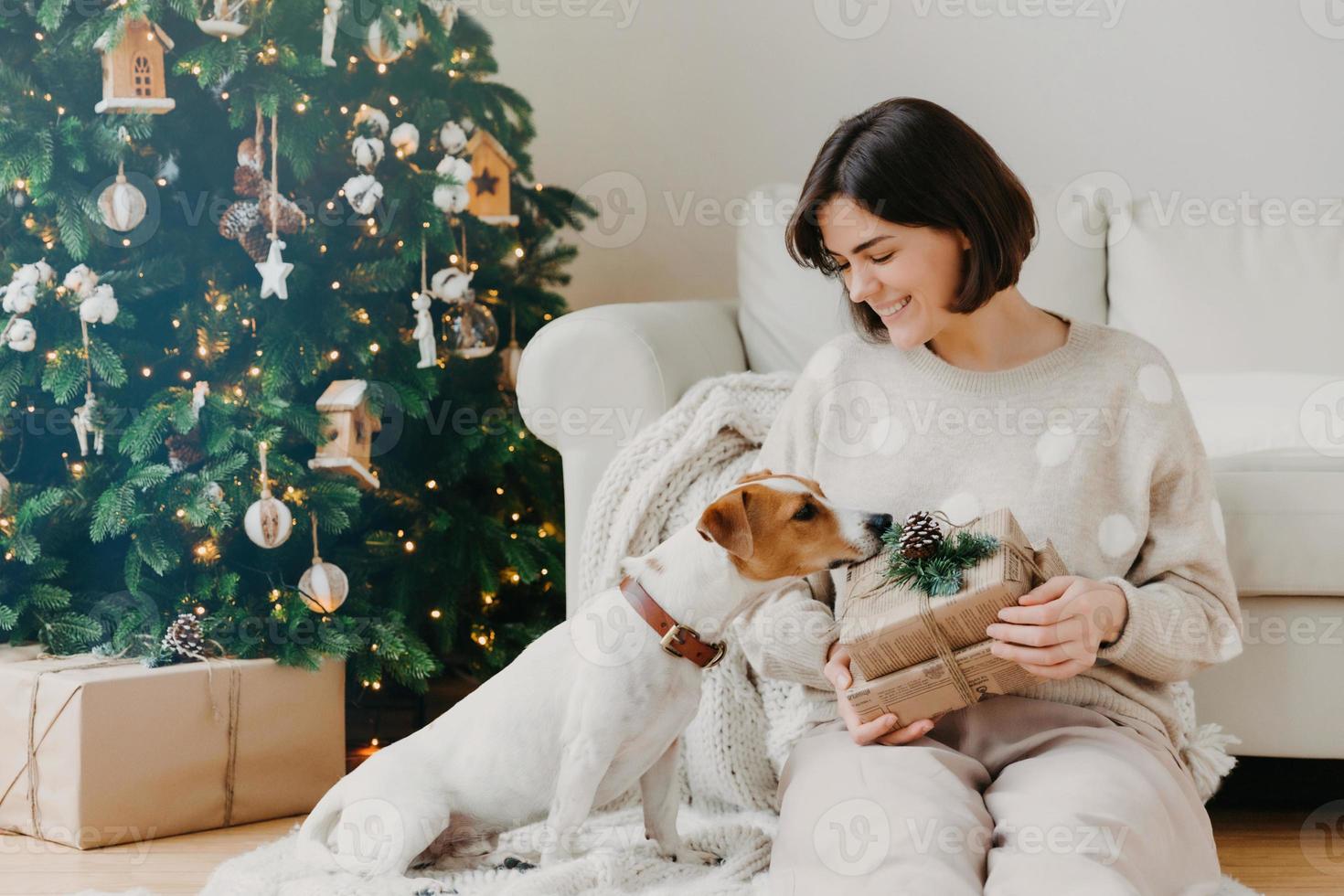 mulher morena positiva detém caixa de presente, passa o tempo livre junto com o cão de pedigree, posar na sala de estar no chão com uma bela árvore de natal decorada. férias de inverno e conceito de celebração foto