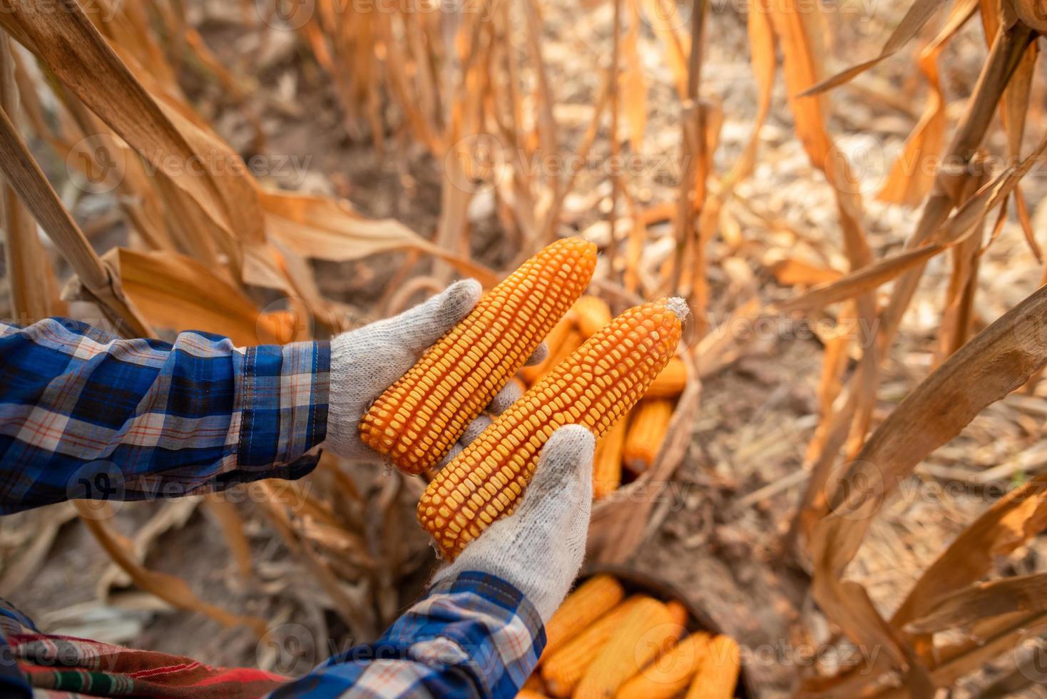 as mãos dos agricultores estão colhendo milho idéias de colheita do agricultor para o cultivo de milho foto