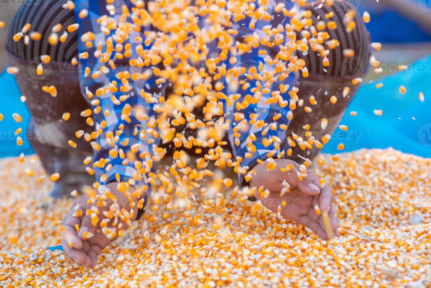 mãos dos agricultores estão coletando sementes de milho. foto