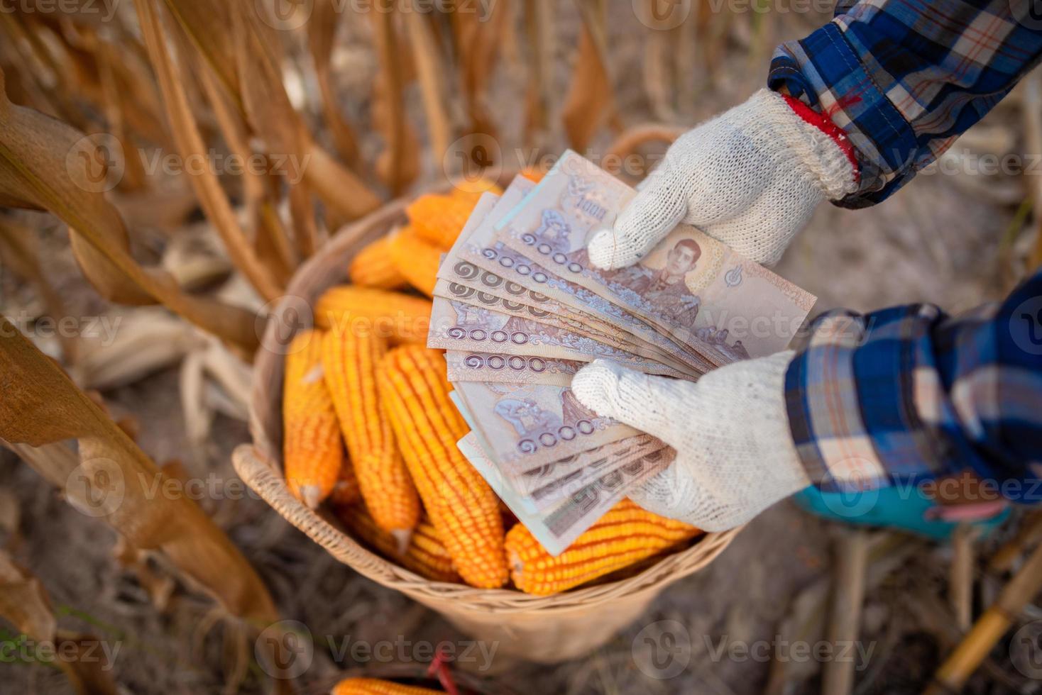 os agricultores de milho possuem notas bancárias tailandesas no valor de 5.000 baht que as pessoas recebem do governo. foto