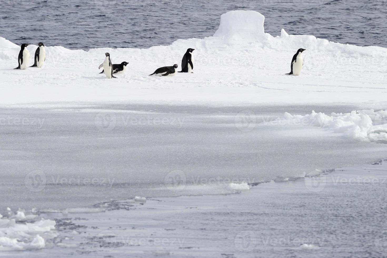 pinguins adelie e gelo. foto