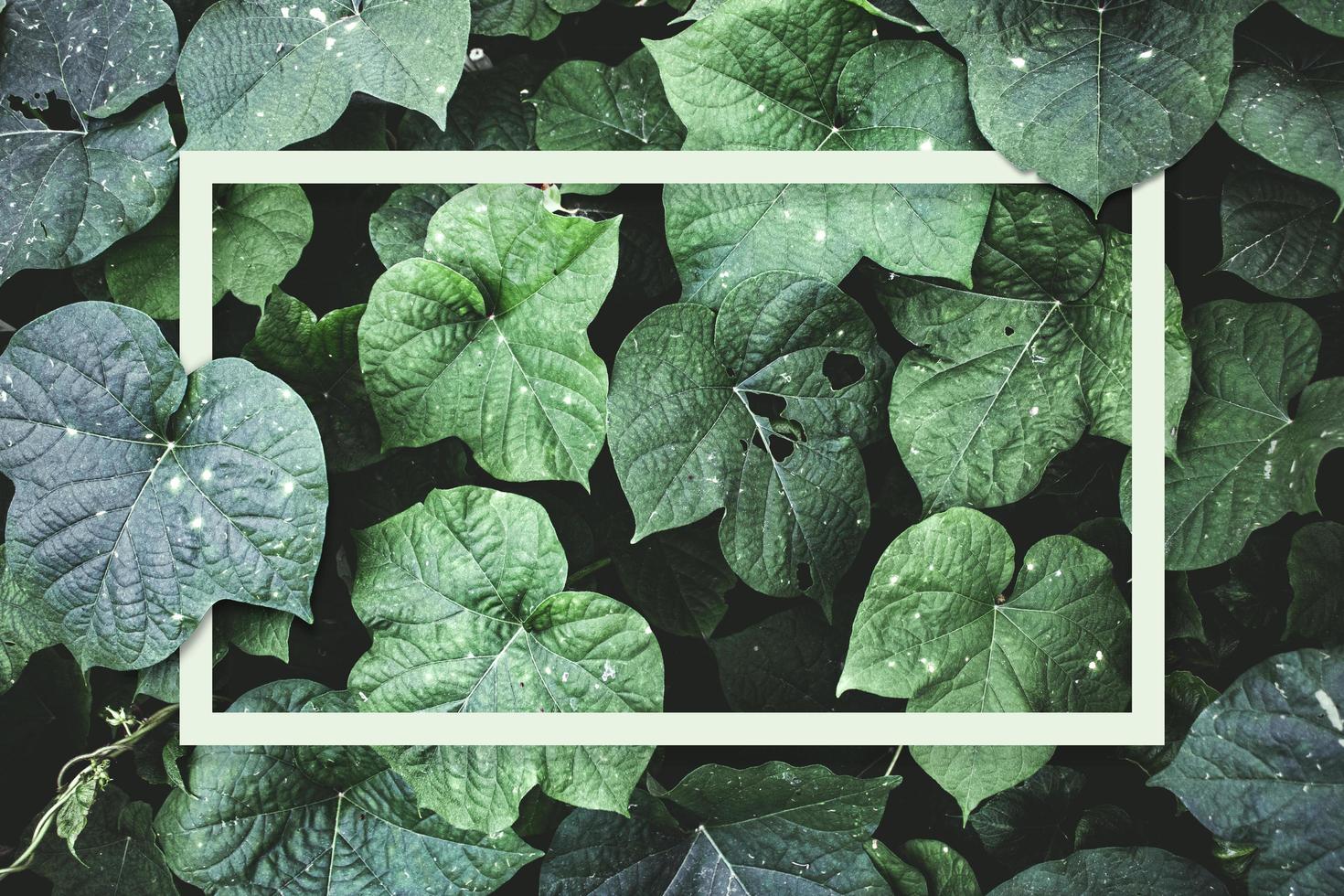 padrão de folha com uma moldura branca natural de folhas verdes foto