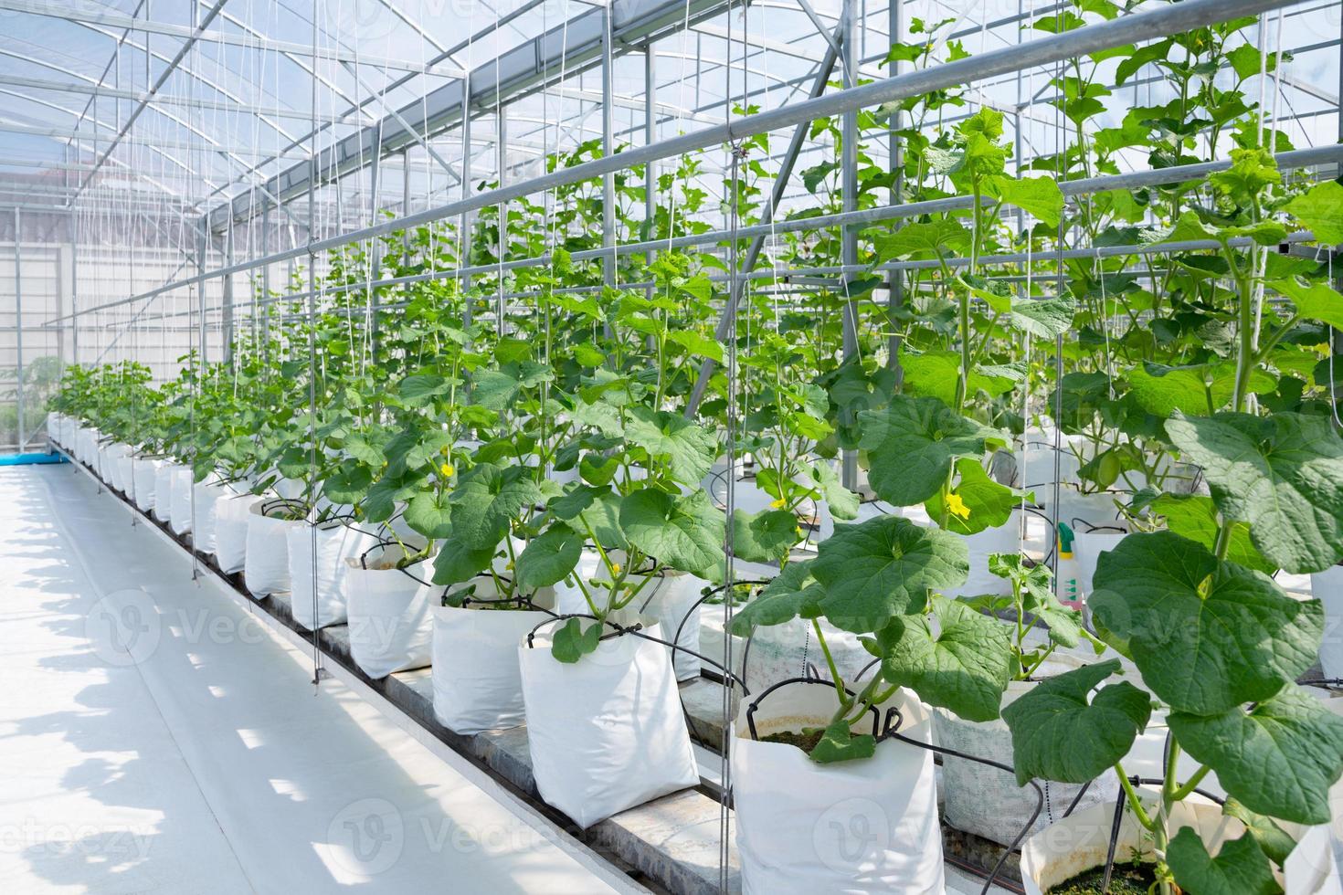 planta jovem de melões cantalupo crescendo em fazenda orgânica com efeito de estufa foto