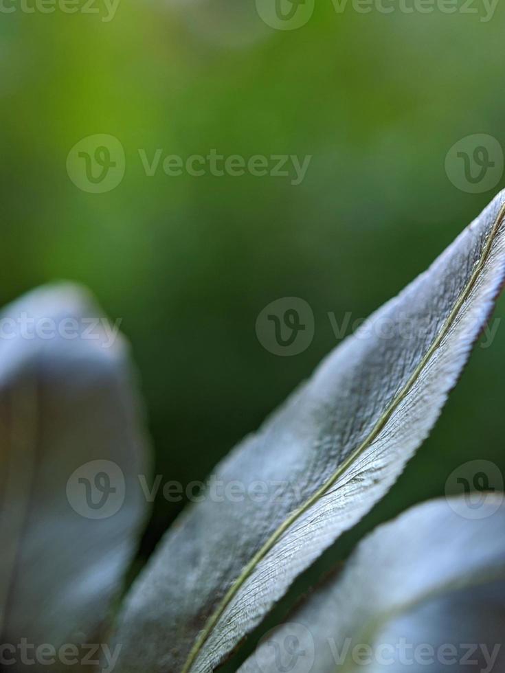 fotografia macro da natureza, detalhe das folhas da floresta, plano de fundo foto