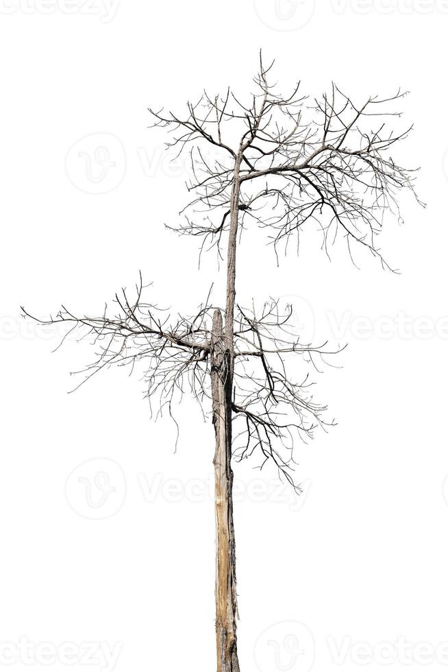 árvores mortas na tailândia isoladas em um fundo branco foto