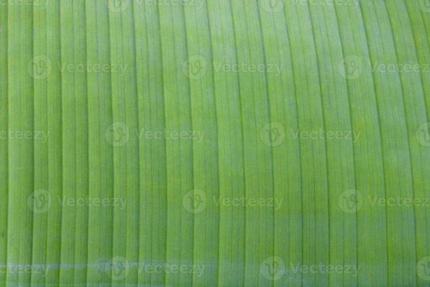 closeup de folhas de bananeira verde. fundo de folha de bananeira. foto