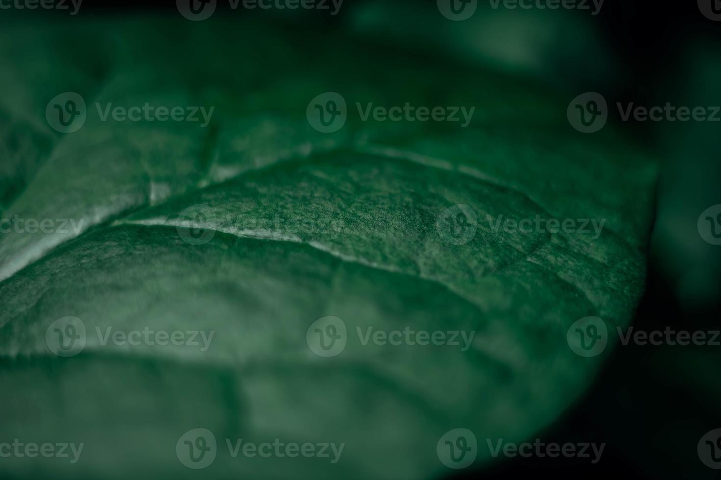 folhas embaçadas folha verde escura abstração papéis de parede da natureza fundo verde da natureza foto