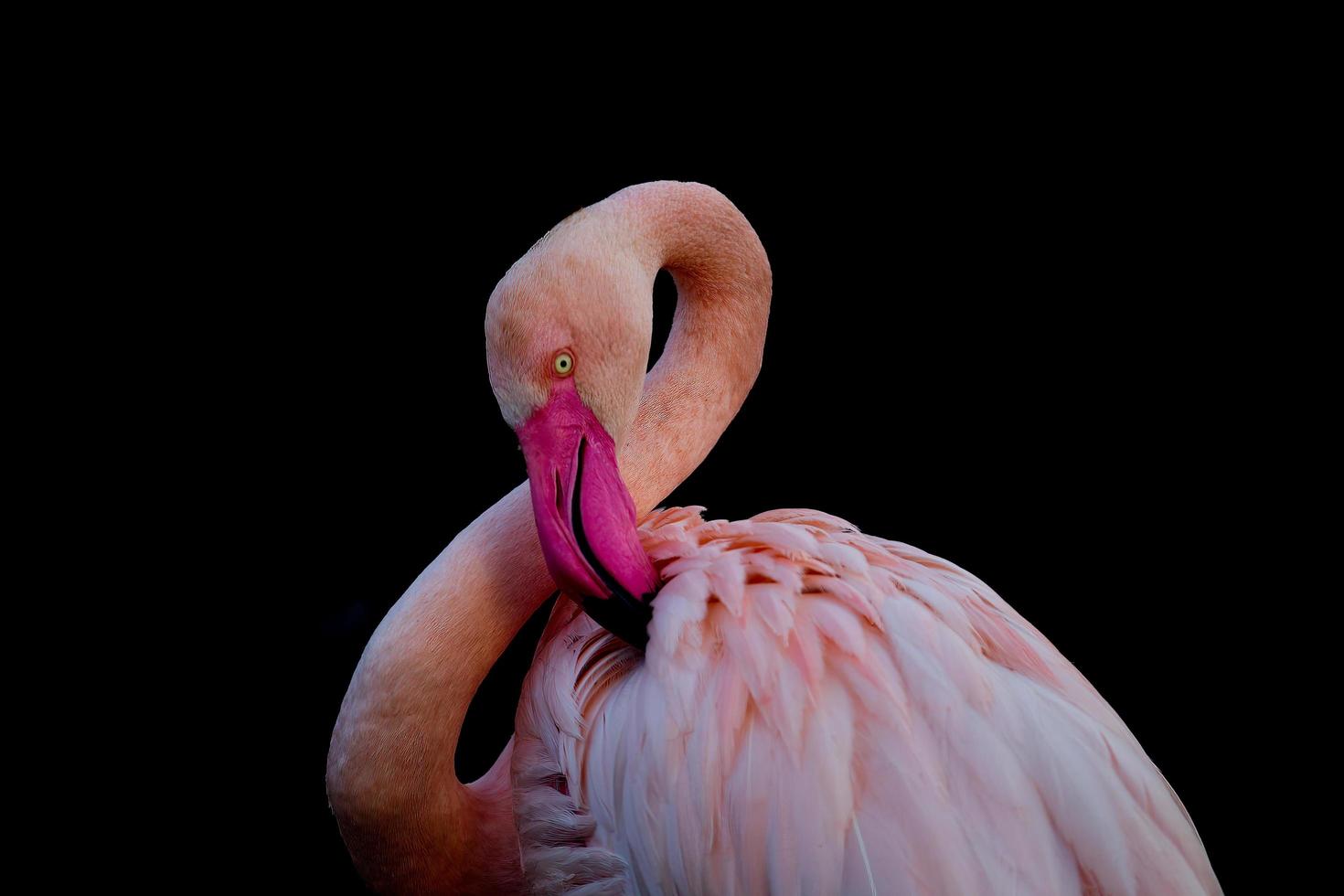 flamingo maior alisando penas cor de rosa foto