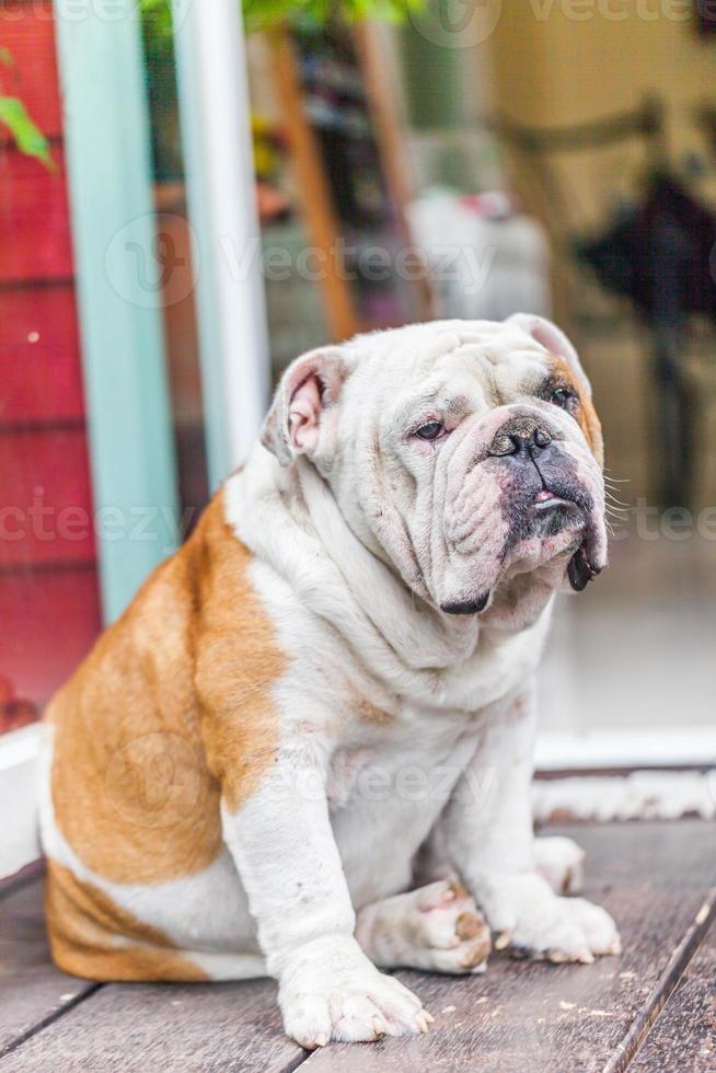 velho bulldog inglês sentado foto