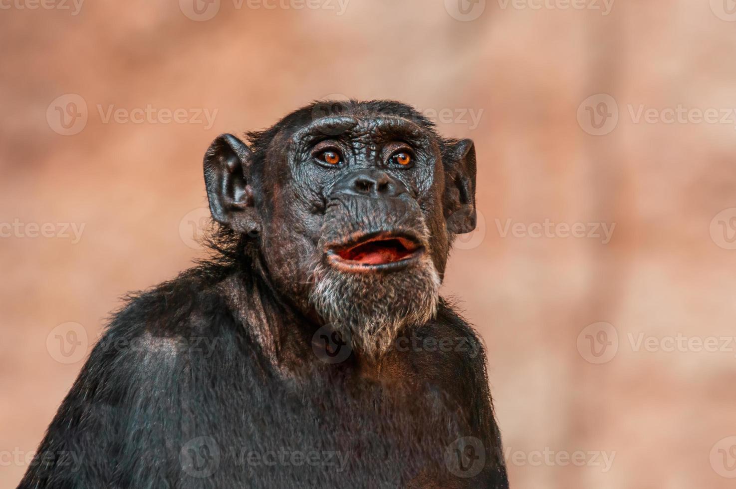 retrato de um chimpanzé da África Ocidental foto